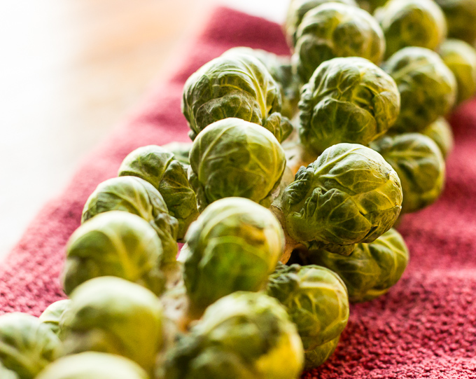 brussels sprouts on stalk