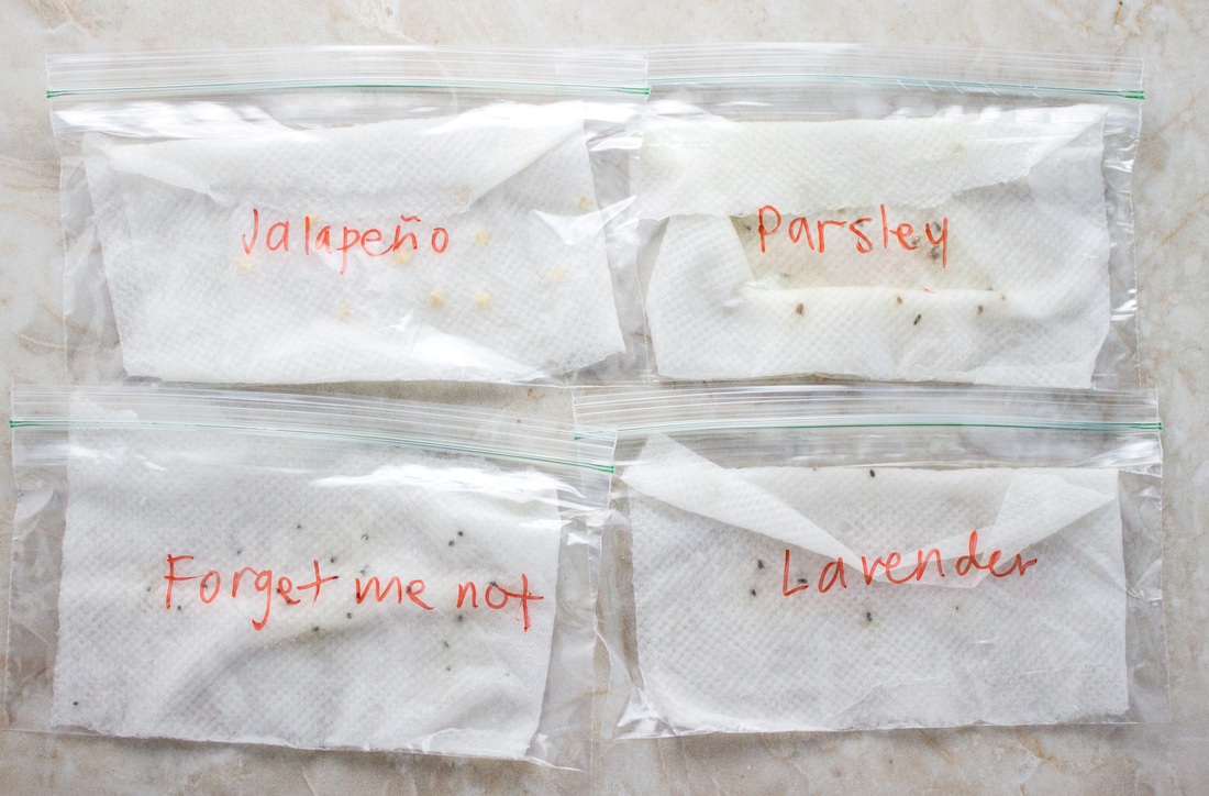 foolproof method to germinate stubborn seeds savory tooth how to germinate flower seeds paper towel